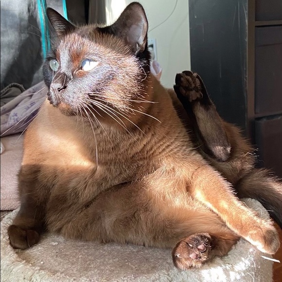 Meet your Posher, BeeKitty - Picture 1 of 1